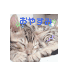 ベンガル猫のフェリスくん 仔猫ver.（個別スタンプ：6）