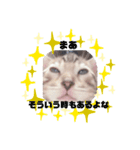 ベンガル猫のフェリスくん 仔猫ver.（個別スタンプ：7）