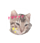 ベンガル猫のフェリスくん 仔猫ver.（個別スタンプ：8）