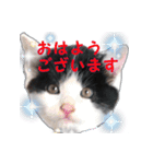 マルとチビ（個別スタンプ：1）