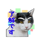 マルとチビ（個別スタンプ：2）
