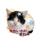 マルとチビ（個別スタンプ：5）