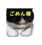 マルとチビ（個別スタンプ：8）