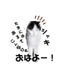 ぐで猫ハチ（個別スタンプ：1）