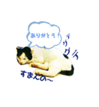 ぐで猫ハチ（個別スタンプ：3）