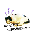 ぐで猫ハチ（個別スタンプ：4）