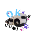 ぐで猫ハチ（個別スタンプ：6）