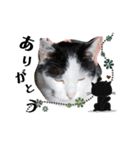 ぐで猫ハチ（個別スタンプ：9）