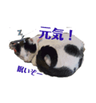 ぐで猫ハチ（個別スタンプ：14）