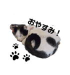 ぐで猫ハチ（個別スタンプ：15）