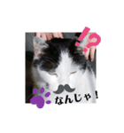 ぐで猫ハチ（個別スタンプ：16）