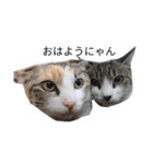 我が家の猫たちにゃん（個別スタンプ：1）