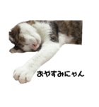 我が家の猫たちにゃん（個別スタンプ：2）