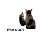 我が家の猫たちにゃん（個別スタンプ：7）
