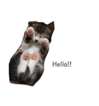 我が家の猫たちにゃん（個別スタンプ：8）