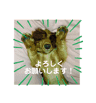 レオンのスタンプ！（個別スタンプ：7）