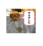 レオンのスタンプ！（個別スタンプ：8）