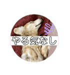 レオンのスタンプ！（個別スタンプ：15）