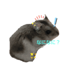 Hamhamstanpu（個別スタンプ：1）