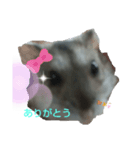 Hamhamstanpu（個別スタンプ：6）