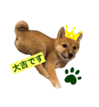 豆柴大吉第1弾！！（個別スタンプ：3）