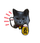 猫の小麦ちゃん3❤️毎日使えるスタンプ（個別スタンプ：9）