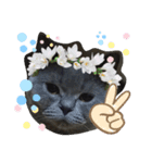 猫の小麦ちゃん3❤️毎日使えるスタンプ（個別スタンプ：12）