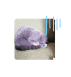 猫の小麦ちゃん3❤️毎日使えるスタンプ（個別スタンプ：21）