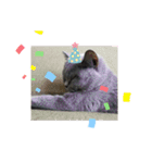 猫の小麦ちゃん3❤️毎日使えるスタンプ（個別スタンプ：23）