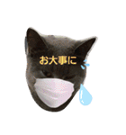 猫の小麦ちゃん3❤️毎日使えるスタンプ（個別スタンプ：24）