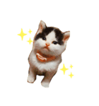 ネコのあんこ（個別スタンプ：1）