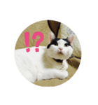 ネコのあんこ（個別スタンプ：7）