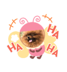 ポメラニアン！！（個別スタンプ：1）