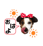 ジャックの天君②（個別スタンプ：15）