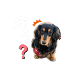 ゴン太べる（個別スタンプ：5）