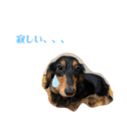 ゴン太べる（個別スタンプ：14）