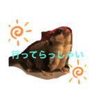 ももたろうの1日（個別スタンプ：5）