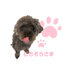 もふもふトイプードルのぴーちゃん（個別スタンプ：7）