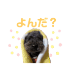 もふもふトイプードルのぴーちゃん（個別スタンプ：10）