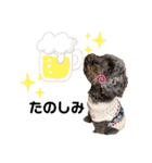 もふもふトイプードルのぴーちゃん（個別スタンプ：12）