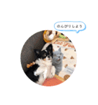 メリアちゃんのかわいいスタンプだよ（個別スタンプ：22）
