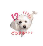 こむたん's（個別スタンプ：3）