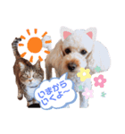 こむたん's（個別スタンプ：11）