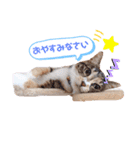 こむたん's（個別スタンプ：15）