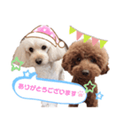 こむたん's（個別スタンプ：16）