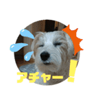 CIMA＆マロン 3（個別スタンプ：5）