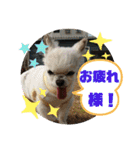 CIMA＆マロン 3（個別スタンプ：7）