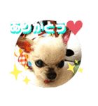 CIMA＆マロン 3（個別スタンプ：10）