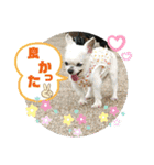 CIMA＆マロン 3（個別スタンプ：11）