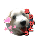 CIMA＆マロン 3（個別スタンプ：12）